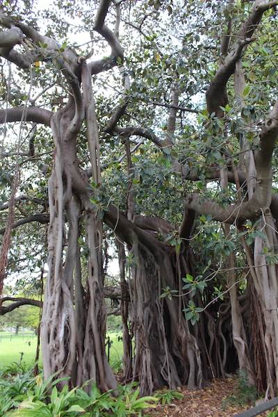 Maiden Theatre - Royal Botanic Garden Sydney (24/10/2014)
