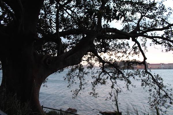 Mrs. Macquarie's Point - Royal Botanic Garden Sydney (24/10/2014)