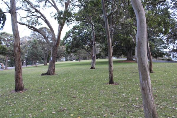 Mrs. Macquarie's Point - Royal Botanic Garden Sydney (24/10/2014)