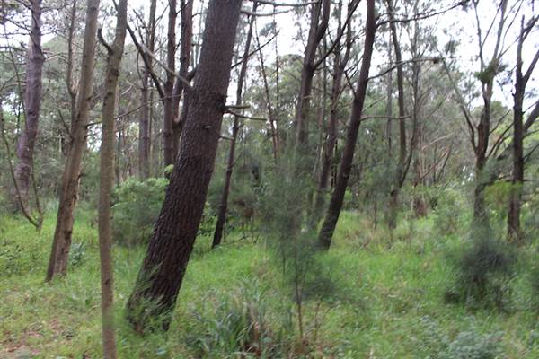Centennial Park - Ash Paddock (24/10/2014)