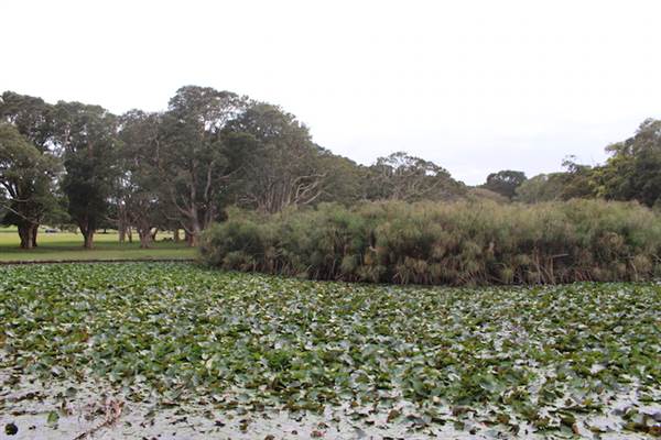 Centennial Park - Lachlan Reserve (24/10/2014)