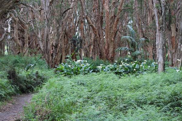 Centennial Park - Lachlan Swamp (24/10/2014)