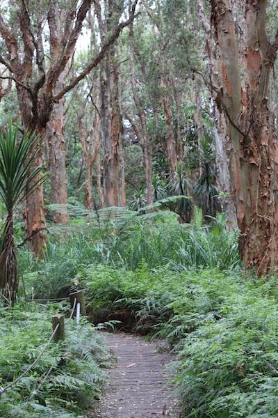 Centennial Park - Lachlan Swamp (24/10/2014)