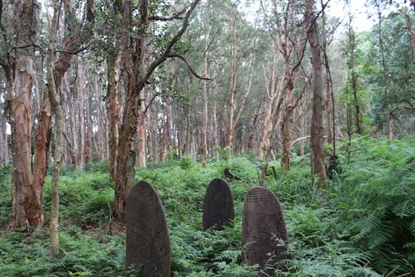 Centennial Park - Lachlan Swamp (24/10/2014)