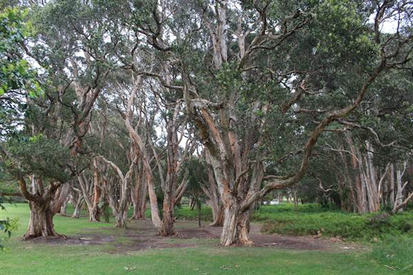 Centennial Park - Lachlan Swamp (24/10/2014)