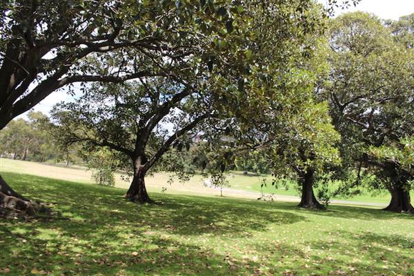 Centennial Park - Mount Steel (24/10/2014)