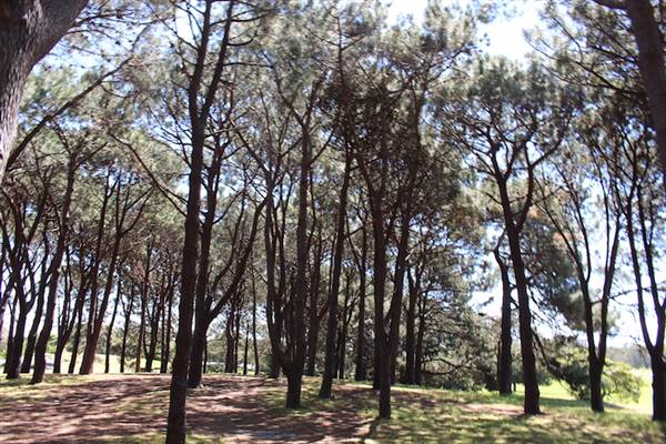 Centennial Park - Pine Grove (24/10/2014)