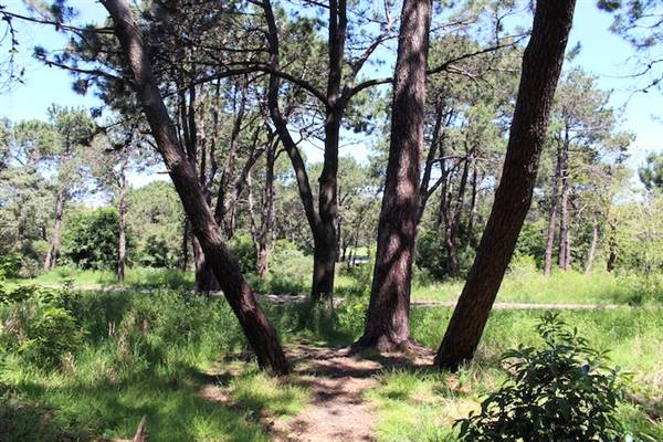 Centennial Park - Sandstone Ridge (24/10/2014)