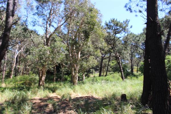 Centennial Park - Sandstone Ridge (24/10/2014)