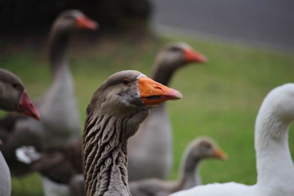Centennial Park - Frog Hollow (24/10/2014)