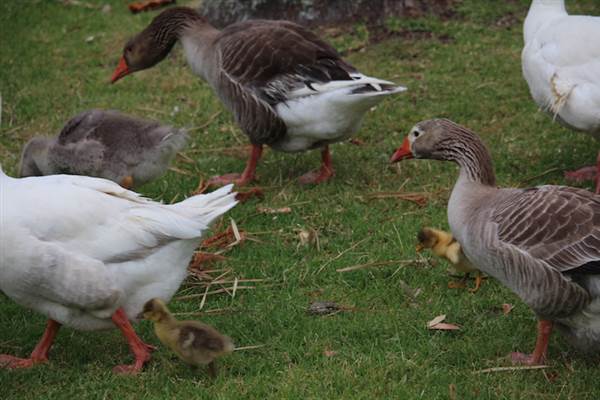 Centennial Park - Frog Hollow (24/10/2014)