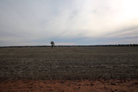 Fields near Ardlethan (27/07/2015)