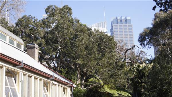 The Palm House - Royal Botanic Garden Sydney (13/08/2015 - Credits: Shannon Wheeler)