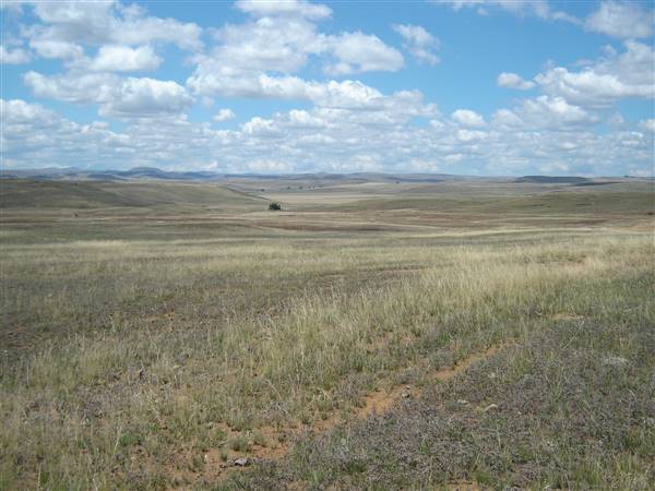 Monaro Plains - Summer (1/02/2005 - Credits: Colin McDougall)