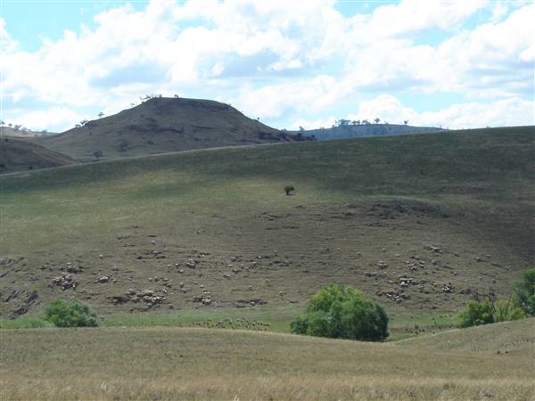 Monaro Plains - Summer (1/02/2005 - Credits: Colin McDougall)