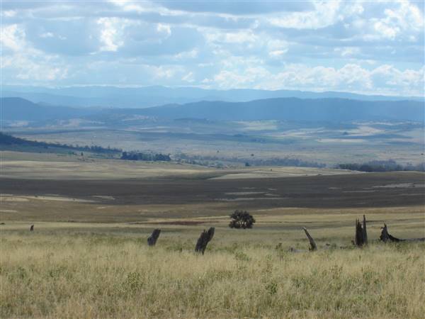 Monaro Plains (1/02/2005 - Credits: Colin McDougall)