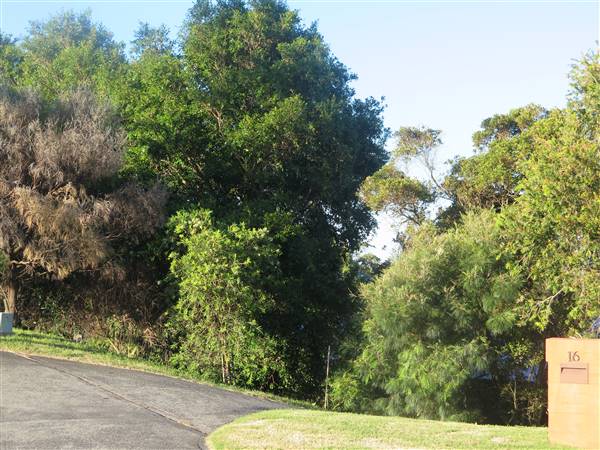 Kiama neighbourhood (8/12/2015)