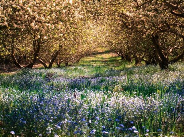 Logan Brae Orchard (17/04/2015)