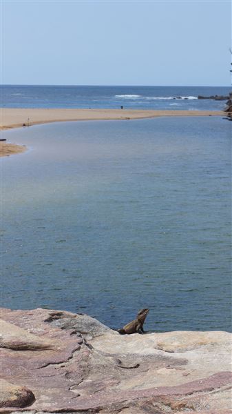 Wattamolla Beach (1/07/2016 - Credits: Mary Barltrop)