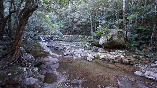 Minnamurra Rainforest Walk - Budderoo National Park (2/07/2016 - Credits: Mary Barltrop)
