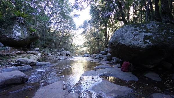 Minnamurra Rainforest Walk - Budderoo National Park (2/07/2016 - Credits: Mary Barltrop)