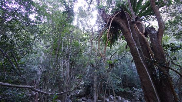 Minnamurra Rainforest Walk - Budderoo National Park (2/07/2016 - Credits: Mary Barltrop)