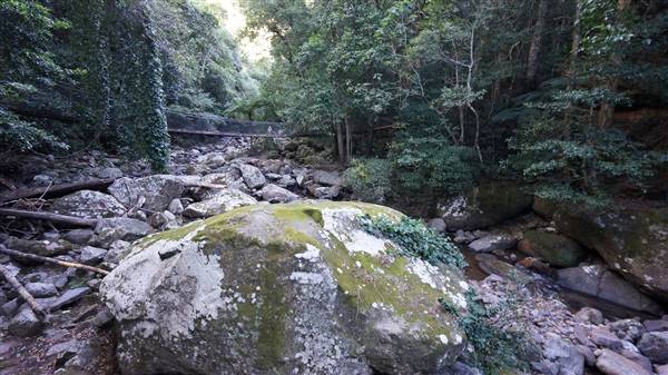 Minnamurra Rainforest Walk - Budderoo National Park (2/07/2016 - Credits: Mary Barltrop)