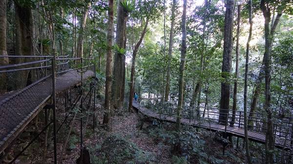 Minnamurra Rainforest Walk - Budderoo National Park (2/07/2016 - Credits: Mary Barltrop)
