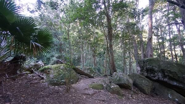 Minnamurra Rainforest Walk - Budderoo National Park (2/07/2016 - Credits: Mary Barltrop)