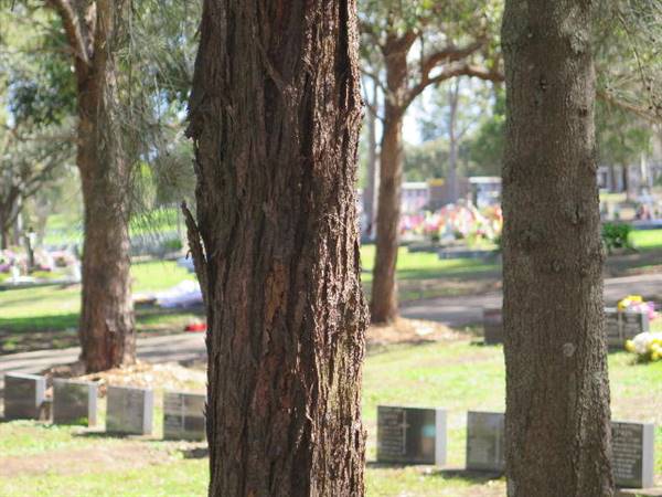 Rookwood Cemetery (10/11/2016 - Credits: Peter Hicks)