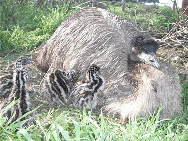 Emu Logic (17/01/2017)