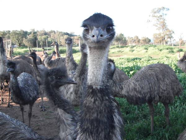 Emu Logic (17/01/2017)