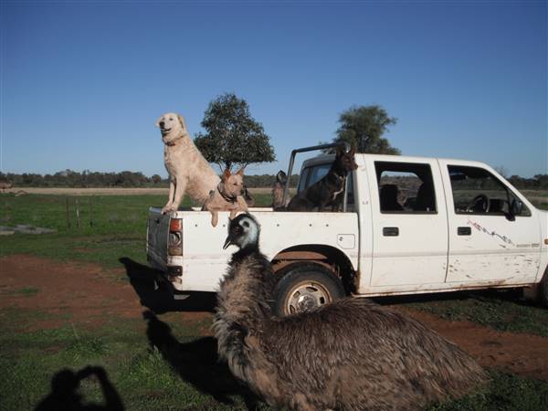 Emu Logic (17/01/2017)