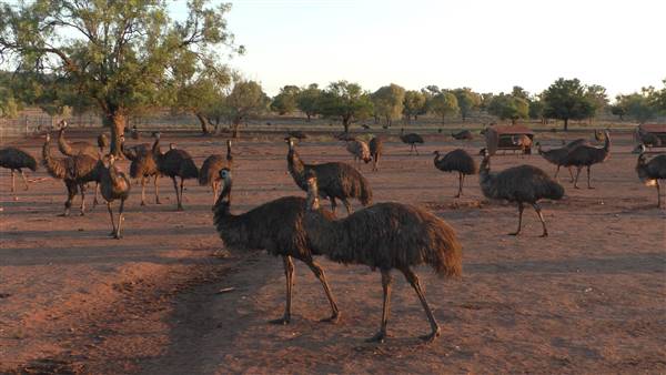 Emu Logic (17/01/2017)