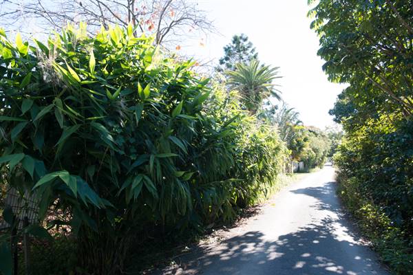 Mullumbimby (2/06/2017 - Credits: Colin McDougall)