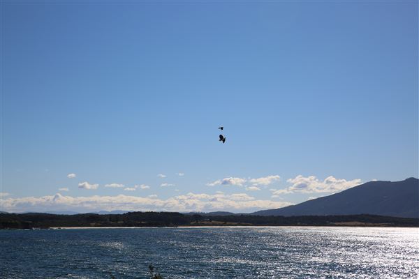 Bermagui (4/08/2018 - Credits: Lisa Scope)