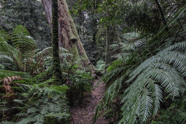 Cathedral of Ferns - Mount Wilson (31/10/2018)