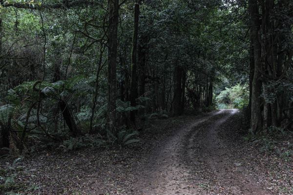 Cathedral of Ferns - Mount Wilson (31/10/2018)