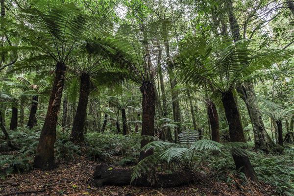 Cathedral of Ferns - Mount Wilson (31/10/2018)