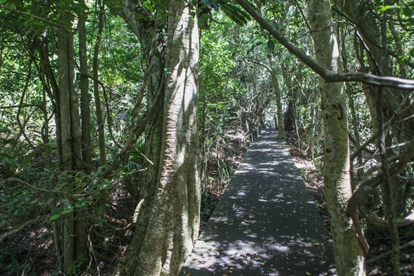 Minnamurra Rainforest Walk - Budderoo National Park (30/10/2018)
