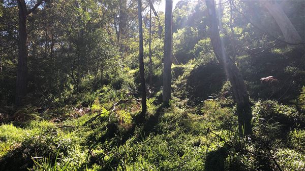 Trumper Park (24/08/2019 - Credits: Shannon Wheeler)