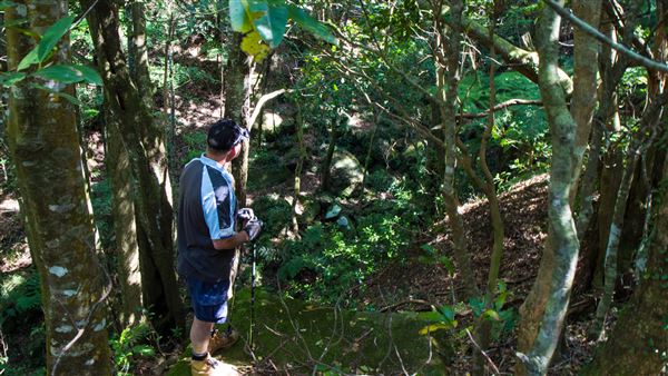 Glengariff Estate Rainforest (15/10/2019 - Credits: Jeremy Peek)