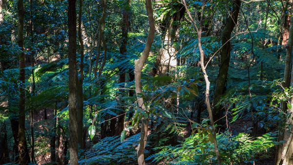 Glengariff Estate Rainforest (15/10/2019 - Credits: Jeremy Peek)