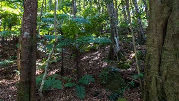 Glengariff Estate Rainforest (15/10/2019 - Credits: Jeremy Peek)