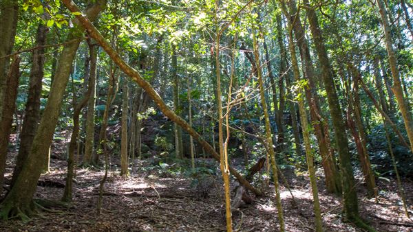 Glengariff Estate Rainforest (15/10/2019 - Credits: Jeremy Peek)