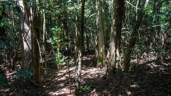 Glengariff Estate Rainforest (15/10/2019 - Credits: Jeremy Peek)