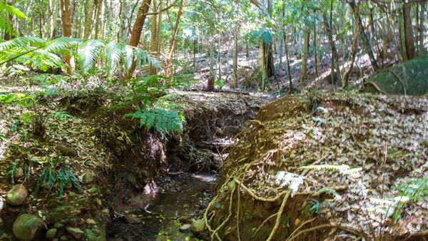 Glengariff Estate Rainforest (15/10/2019 - Credits: Jeremy Peek)