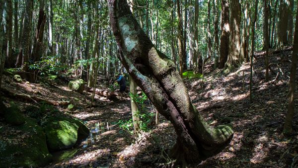 Glengariff Estate Rainforest (15/10/2019 - Credits: Jeremy Peek)