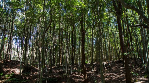 Glengariff Estate Rainforest (15/10/2019 - Credits: Jeremy Peek)