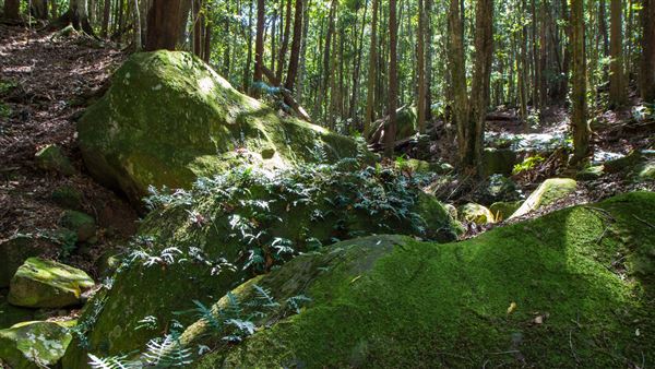 Glengariff Estate Rainforest (15/10/2019 - Credits: Jeremy Peek)